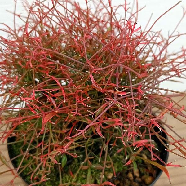 ★入荷から日数が経ったためセール価格となりました。商品の状態は画像と異なる場合があります。★小型で多幹性の琴糸南天（キンシナンテン）。江戸時代以降、古典園芸植物として楽しまれてきました。葉の形状や葉色、樹形など変異が多く、庭植えで楽しむ南天...