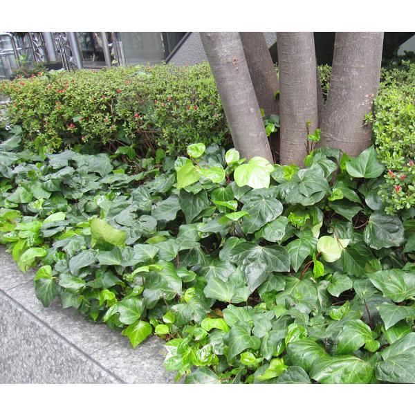 草花の苗 おためし4種12株セット グランドカバー用ヘデラ Buyee Buyee 提供一站式最全面最專業現地yahoo Japan拍賣代bid代拍代購服務 Bot Online