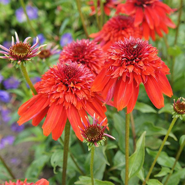 草花の苗 エキナセア エキセントリック3号ポット : 園芸ネット - 通販