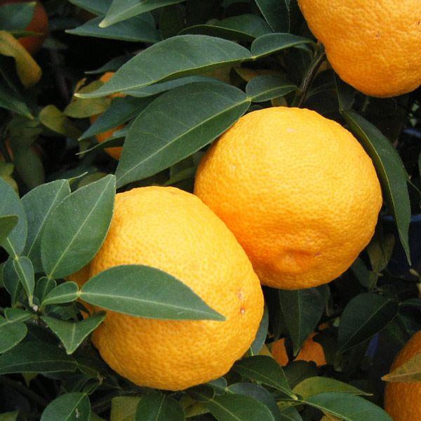 果樹の苗 ユズ 柚子 とげなしユズ4 5号ポット Buyee Buyee Japanese Proxy Service Buy From Japan Bot Online