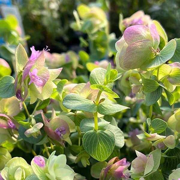 草花の苗 花オレガノ ケントビューティー3号ポット 9948 園芸ネット 通販 Yahoo ショッピング