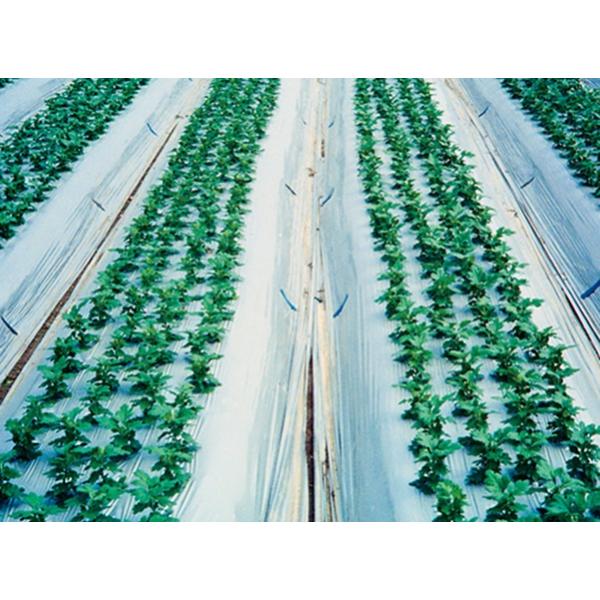農業用マルチシート 防虫シルバー 長さ200m×厚さ0.023mm×幅95cm : 園芸