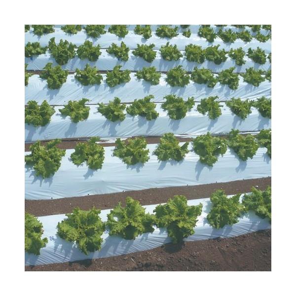 農業用マルチシート 国産オリジナル白黒マルチ（無孔） 長さ200m×厚さ