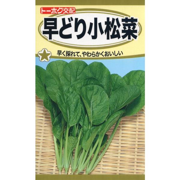 コマツナの種 F1 早どり小松菜 8ml 品番5352 種子 たね : 園芸商人