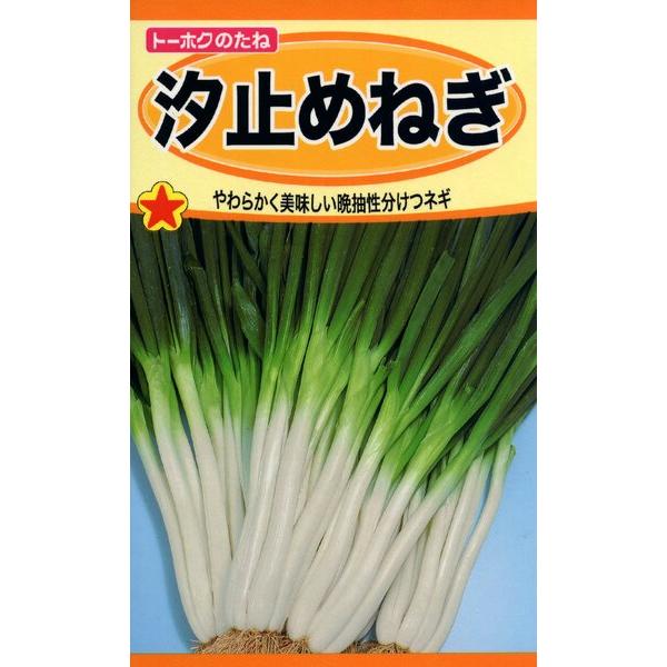 ハナコ　ネギ種子3品種 ハナコ ネギ種子3品種 ハナコ ネギ種子3品種 ハナコ ネギ種子3