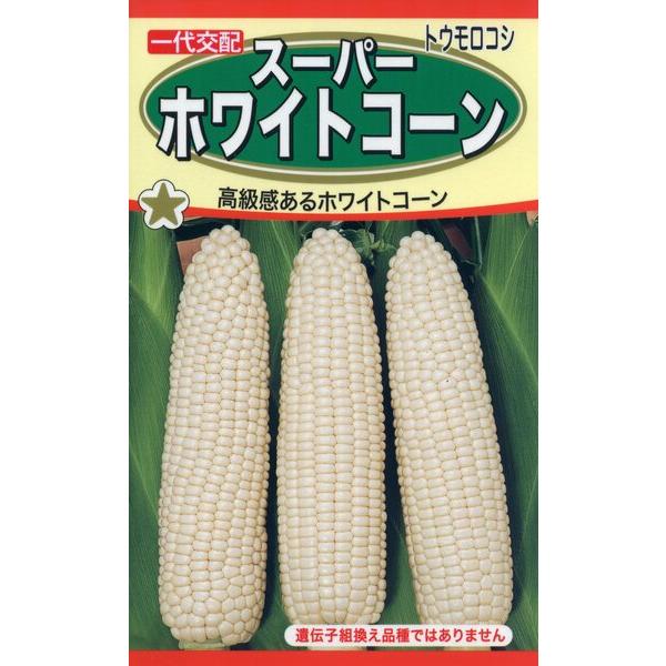 トウモロコシの種　甘さ抜群のホワイトコーン　極めて甘い白粒のトウモロコシです、スッキリした食感　生産地：アメリカ　発芽率：75%以上　内容量：22ml