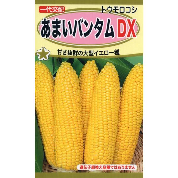 トウモロコシの種　どっしりした大型の品種で、甘さ抜群　粒皮がやわらかくスッキリとした食感で、甘さ抜群　生産地：アメリカ　発芽率：80%以上　内容量：22ml