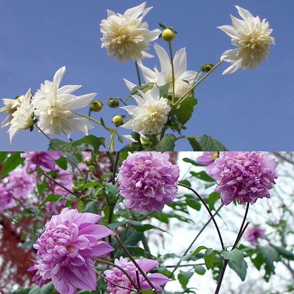 安い皇帝ダリア 苗の通販商品を比較 ショッピング情報のオークファン