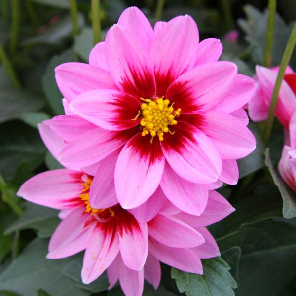 草花の苗 23年4月下旬予約 ダリア レディダリア ヨギ3 5号ポット 園芸ネット 予約専用サイト 通販 Yahoo ショッピング