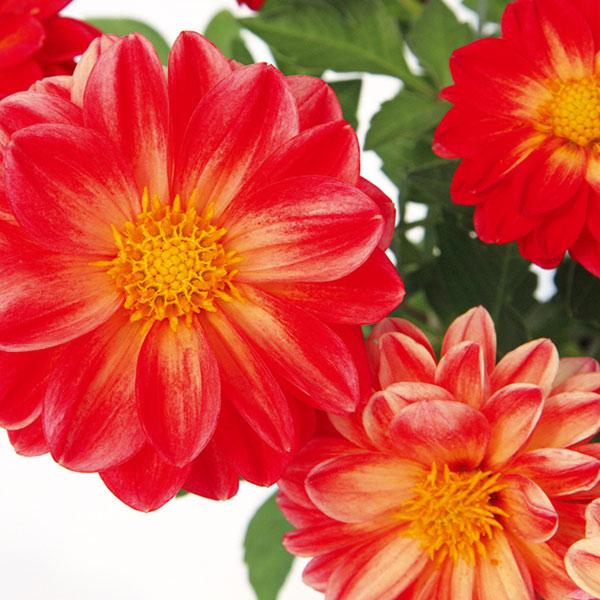 草花の苗 23年4月下旬予約 ダリア レディダリア クリシュナ3 5号ポット 園芸ネット 予約専用サイト 通販 Yahoo ショッピング