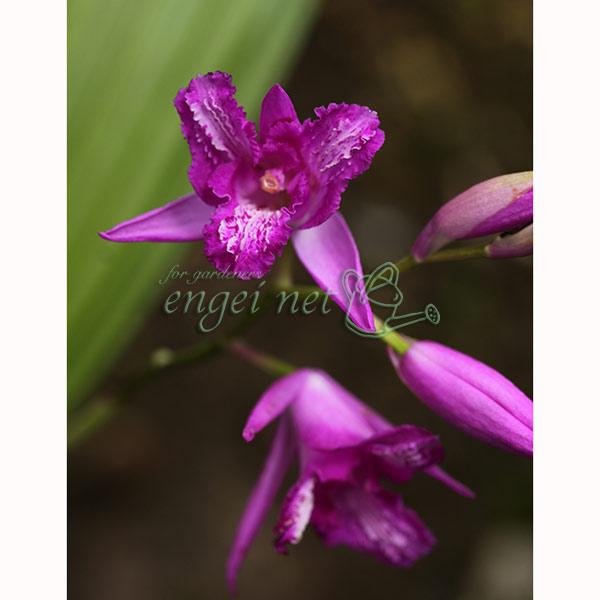 三蝶咲シランは花形が非常に珍しいシランです。突然変異で2枚の花弁がリップ化し、三蝶咲きと呼ばれる花形となった花変り。性質は丈夫で花付きも良い品種です。シラン（紫蘭）は、日本原産のランの仲間です。寒さ暑さに比較的強くて育てやすく、上品で美しい...