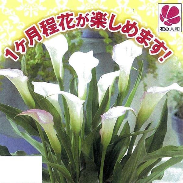 球根 23年3月中下旬予約 たくさん花が咲くカラー ホワイト1球入り 10 園芸ネット 予約専用サイト 通販 Yahoo ショッピング