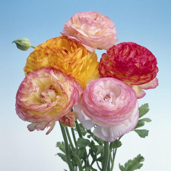 球根 年10月中下旬予約 ラナンキュラス ドリーマーバイカラーミックス7球入り 園芸ネット 予約専用サイト 通販 Yahoo ショッピング