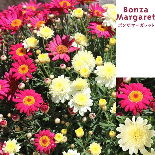 草花の苗 22年10月上旬予約 ボンザマーガレット チェリー レモンイエロー3 5号ポット2種セット R 1065 園芸ネット 予約専用サイト 通販 Yahoo ショッピング
