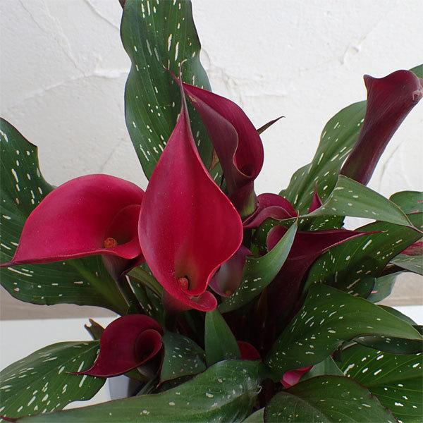 春の鉢花第二弾予約 カラー スプリーム レッドチャーム5号鉢植え 園芸ネット 予約専用サイト 通販 Yahoo ショッピング