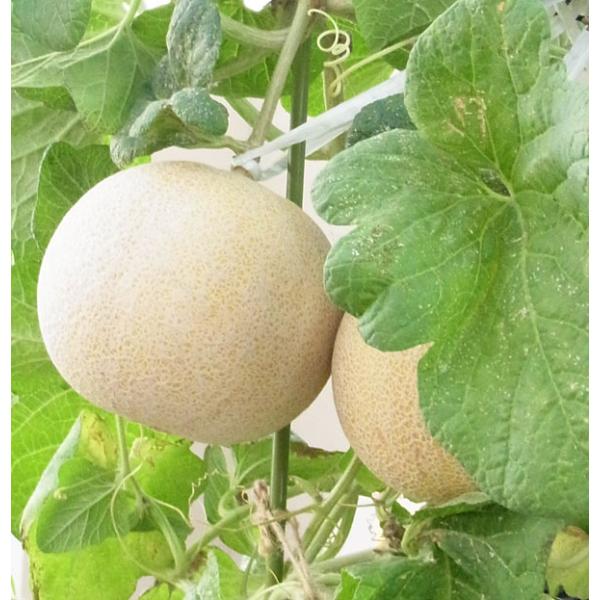 ころたん(R)は、家庭菜園に適したネットメロンです。コンテナでも手軽に栽培できる果重約300〜500ｇ、やや偏平のミニメロンです。ネットが入る黄金皮と鮮やかな緑色の果肉のコントラストが美しい品種です。収穫の目安は開花後45〜50日程度で、コ...