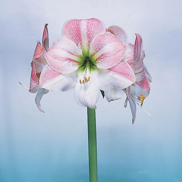 球根 年11月中下旬予約 ジャンボアマリリス 一重ピンク ホワイト1球 園芸ネット 予約専用サイト 通販 Yahoo ショッピング