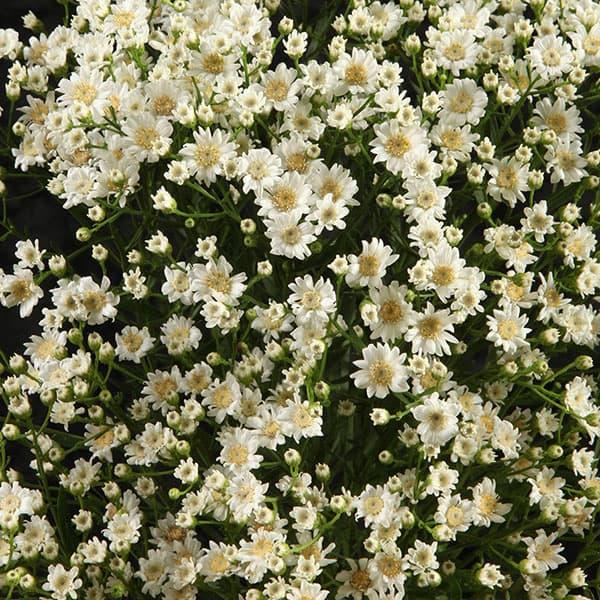 雪白柳葉友禅菊の苗 草花の苗 26年2月中下旬予約 雪白柳葉友禅菊（せっぱくやなぎばゆう