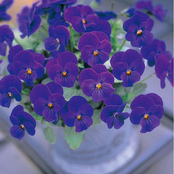 草花の苗 年10月中下旬予約 ビオラ ビビ オーシャンブルー3 3 5号ポット 12株セット 園芸ネット 予約専用サイト 通販 Yahoo ショッピング