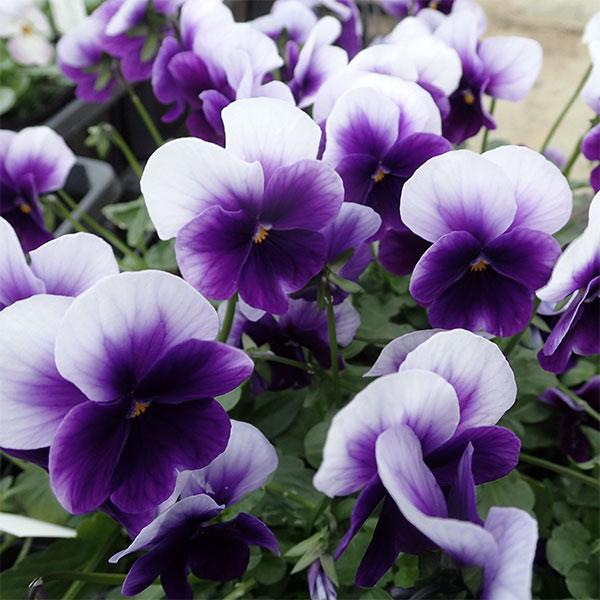 草花の苗 年10月中下旬予約 ビオラ ビビ ビーコン3 3 5号ポット 12株セット 園芸ネット 予約専用サイト 通販 Yahoo ショッピング