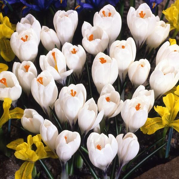 球根 年9月中下旬予約 水栽培用クロッカス 白色 ジャンヌダーク 5球 入り 2袋セットy 園芸ネット 予約専用サイト 通販 Yahoo ショッピング