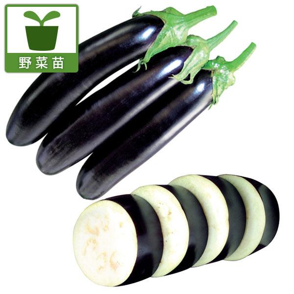 野菜の苗 26年4月下旬予約 すずなりナスF1・3号ポット : 園芸ネット