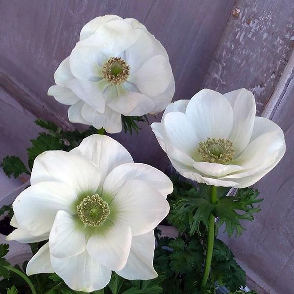 草花の苗 年11月中下旬予約 アネモネ ポルト ホワイト3 5号ポット 6株セット 1358 園芸ネット 予約専用サイト 通販 Yahoo ショッピング
