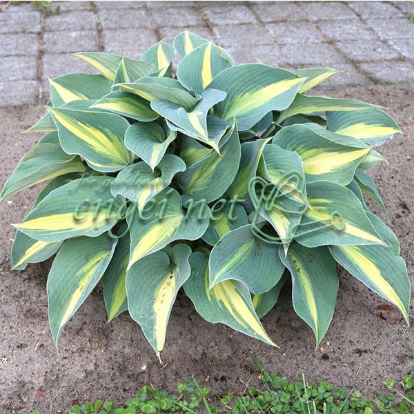 草花の苗 21年4月中下旬予約 ギボウシ ホスタ キャサリン4号ポット 園芸ネット 予約専用サイト 通販 Yahoo ショッピング