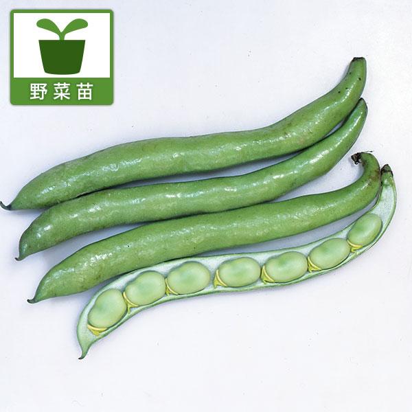 育てやすいそら豆の苗を植え付けが楽なカットパックでお届けします。おつまみに最適、甘くておいしいそら豆です。サラダそらまめは甘くておいしい、サラダ用のそら豆。さやが空を向いているうちに収穫すると、生でも食べられます。甘み、風味に富み、サラダ用...