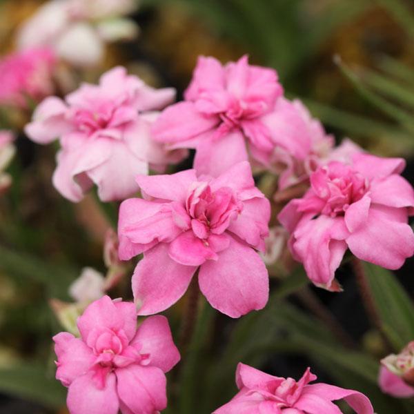 かわいらしい花が群生するロドヒポキシス。初夏に次々と咲きつづける、鉢植え、庭植え、ロックガーデンなどにも最適な花です。マドンナローズはふくよかな花弁がグラマラスな桃花八重咲き品種です。※詳しい商品説明は下のほうに記載があります