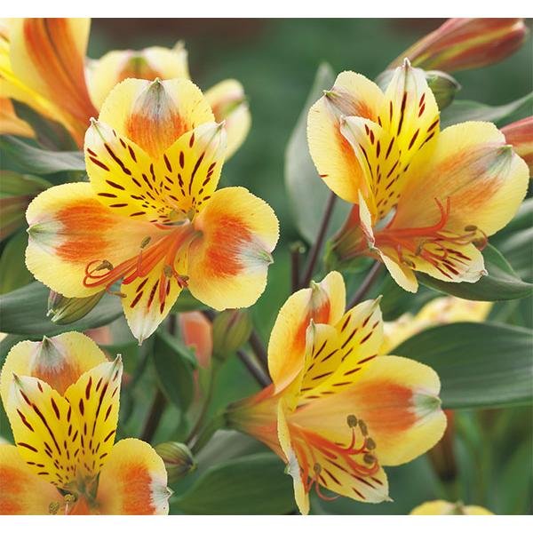 草花の苗 26年4月上旬予約 アルストロメリア サマーブリーズ3.5号