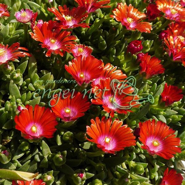 草花の苗 22年3月中下旬予約 デロスペルマ 耐寒マツバギク サンデラ レッド3号ポット 園芸ネット 予約専用サイト 通販 Yahoo ショッピング