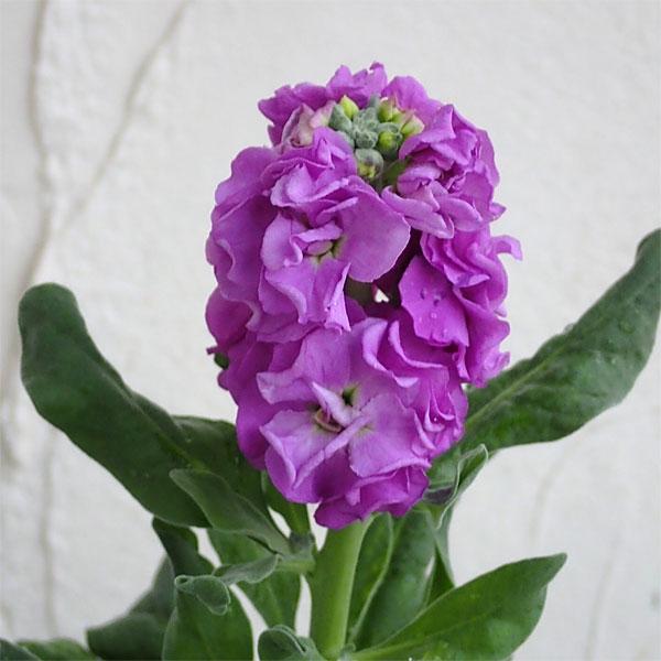 草花の苗 21年9月中下旬予約 ストック ベイビー ブルー3号ポット 2株セットy 園芸ネット 予約専用サイト 通販 Yahoo ショッピング