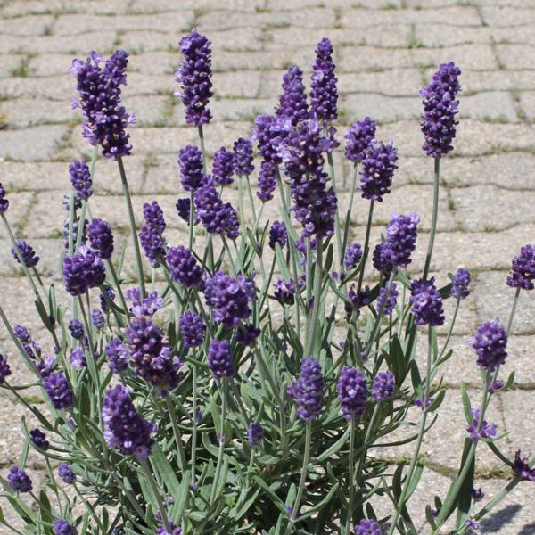 園芸ネットラベンダー苗の価格と最安値 おすすめ通販を激安で