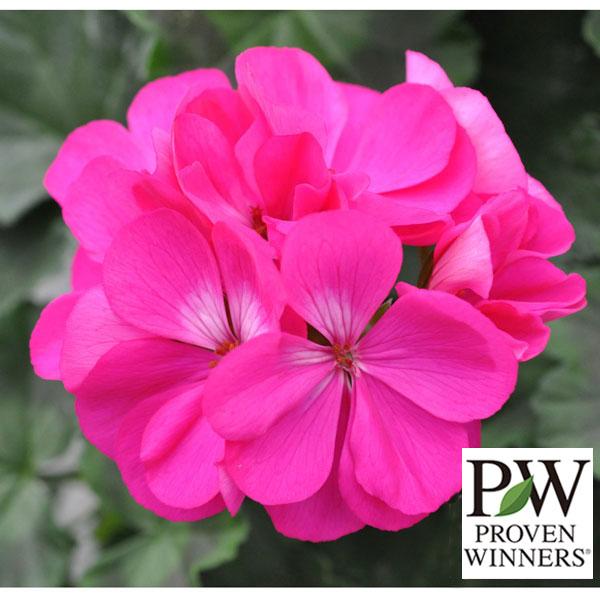 Pw 暑さに強い 最強ハイブリッドゼラ ギガランキングｊｐ