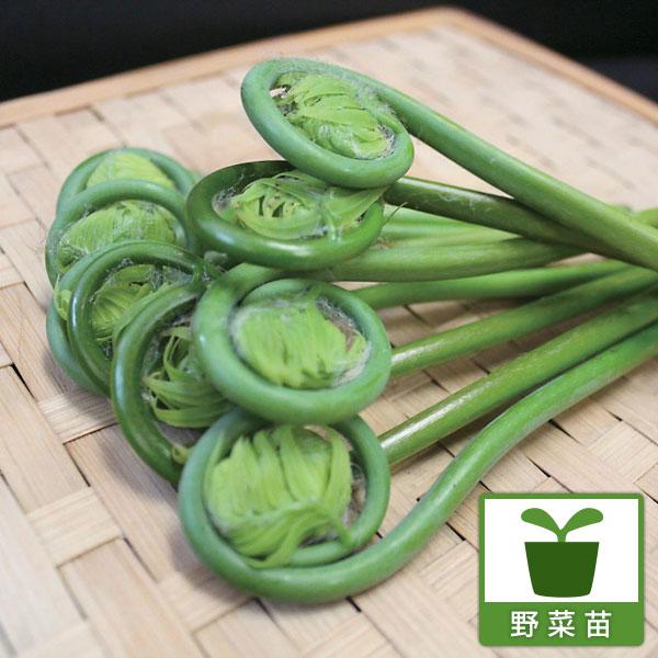 ゼンマイは日本各地の山や丘陵に生えるシダの仲間。ポピュラーな山菜として古くから食用にされています。春先に出る若芽を保存食にします。★春以降はシダの状態、秋〜冬は地上部が枯れた状態でのお届けです。※詳しい商品説明は下のほうに記載があります