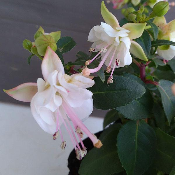 草花の苗 26年3月中下旬予約 フクシア プーニー ブランカ(白）3-3.5号