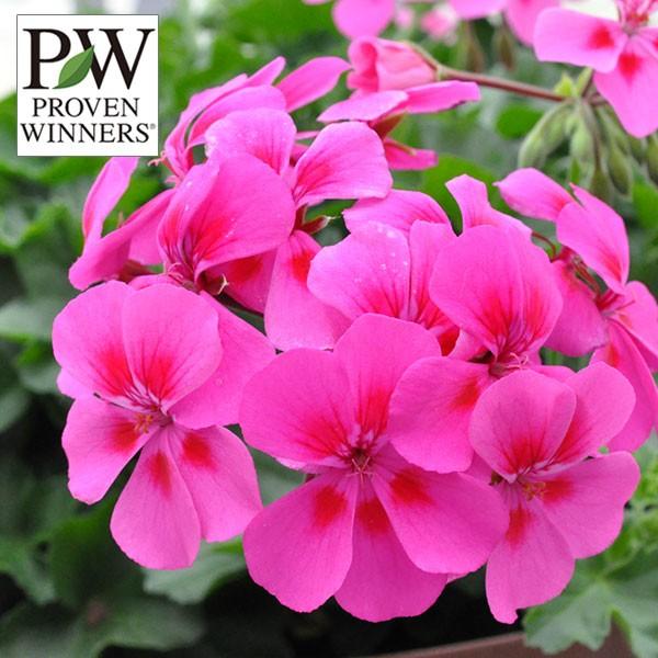 草花の苗 21年3月中下旬予約 スーパーゼラニウム チャンピオン ネオンスポット3号ポット 6株セット 園芸ネット 予約専用サイト 通販 Yahoo ショッピング