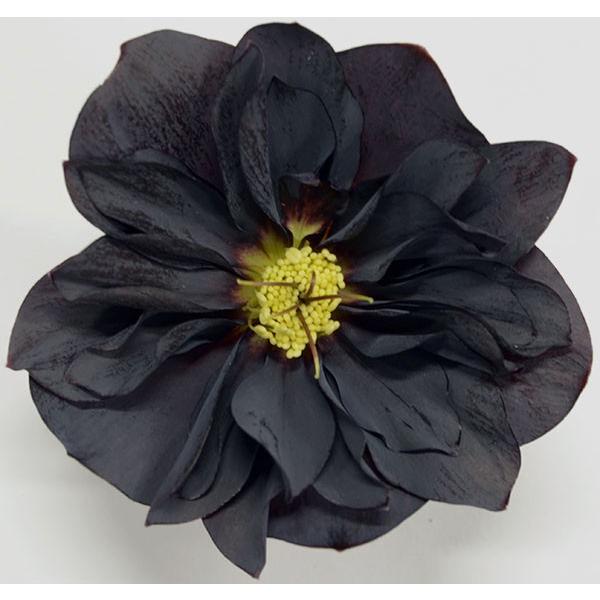 21年10月中下旬予約 クリスマスローズ チェリッシュ ブラック4 5号ポット 園芸ネット 予約専用サイト 通販 Yahoo ショッピング