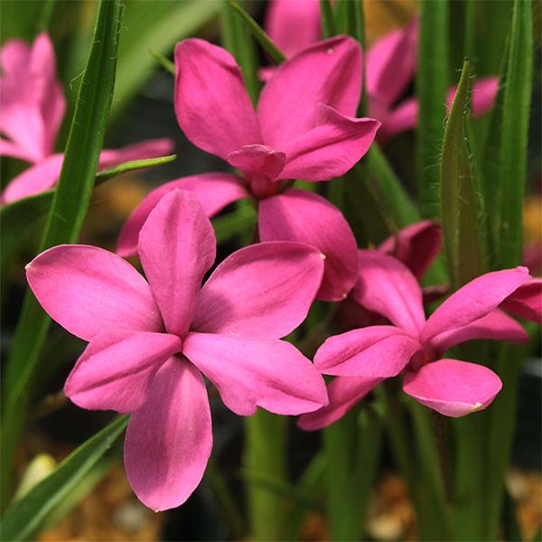 春から初夏に星形の小花を次々と咲かせる球根植物 かわいらしい花が群生するロドヒポキシス。初夏に次々と咲きつづける、鉢植え、庭植え、ロックガーデンなどにも最適な花です。小鉢作りもおすすめ。草もの盆栽でも数株あしらうとよい雰囲気になります。ドナ...