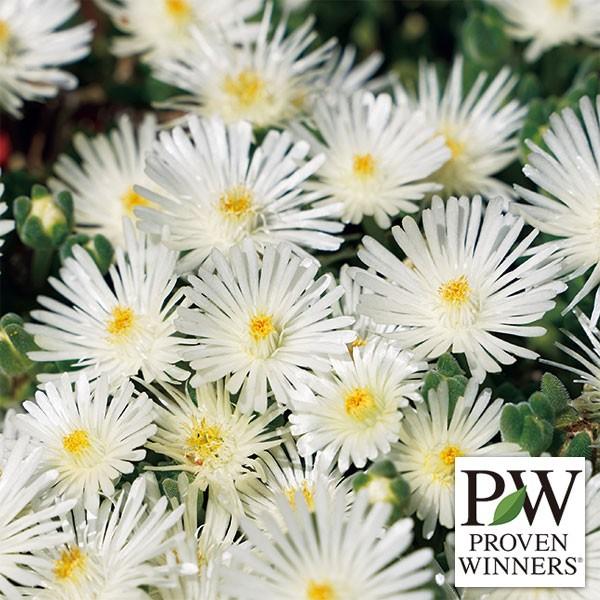 草花の苗 21年5月中下旬予約 デロスペルマ 耐寒マツバギク ルミナスレンジャー ホワイト3号ポット Buyee Buyee Japanese Proxy Service Buy From Japan Bot Online