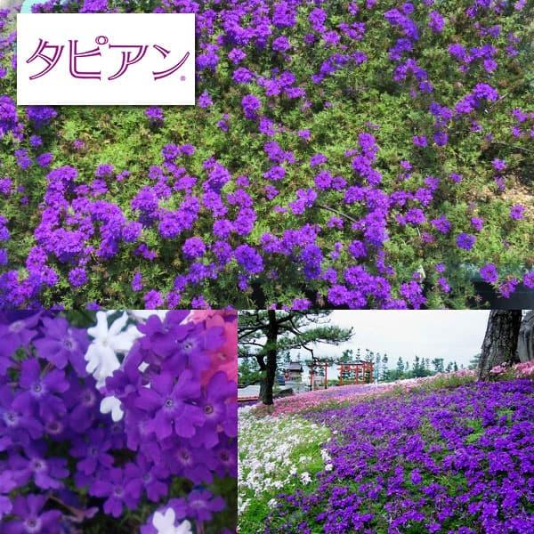 草花の苗 送料無料 21年3月中下旬予約 宿根バーベナ タピアンバイオレット3号ポット 24株セット 園芸ネット 予約専用サイト 通販 Yahoo ショッピング