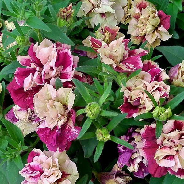 草花の苗 21年5月中下旬予約 ペチュニア 花舞姫 はなまいひめ 3 5号ポット 12株セット 1699 園芸ネット 予約専用サイト 通販 Yahoo ショッピング