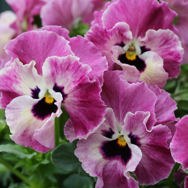 草花の苗 年11月中下旬予約 Mskガーデン小輪フリンジビオラ アールヌーボフローズンピンク3号ポット 園芸ネット 予約専用サイト 通販 Yahoo ショッピング