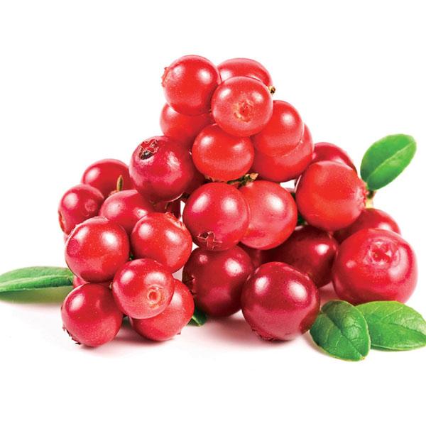 果樹の苗 年9月中下旬予約 コケモモ リンゴンベリー3号ポット 12株セット 園芸ネット 予約専用サイト 通販 Yahoo ショッピング