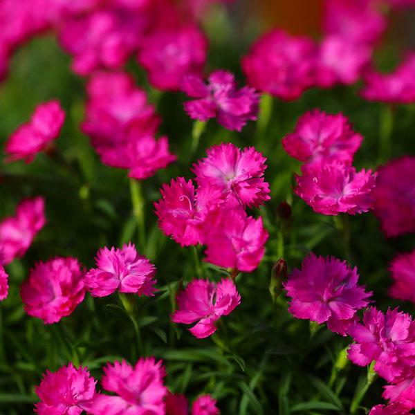 草花の苗 21年10月中下旬予約 ナデシコ 極小輪四季咲きなでしこ プチ ミニヨン ピンク3号ポット 6株セット 園芸ネット 予約専用サイト 通販 Yahoo ショッピング