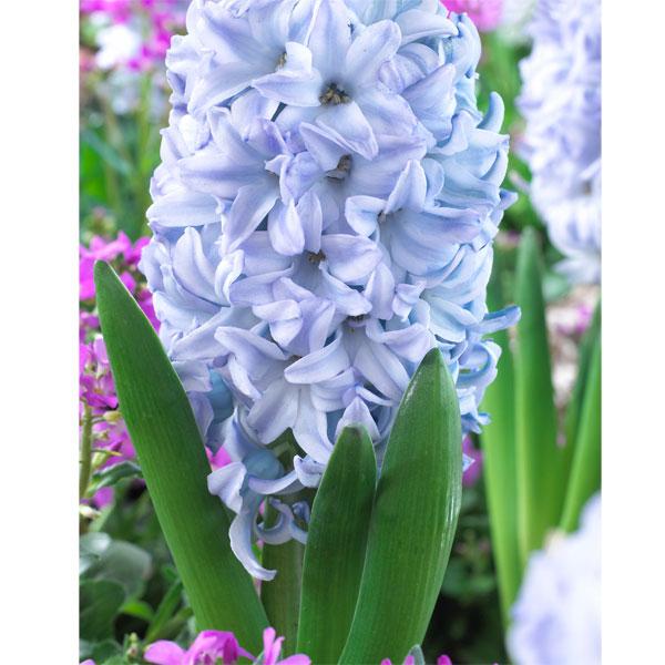 球根 20年10月中下旬予約 ヒヤシンス スカイジャケット3球セット 173371 園芸ネット 予約専用サイト 通販 Yahoo ショッピング