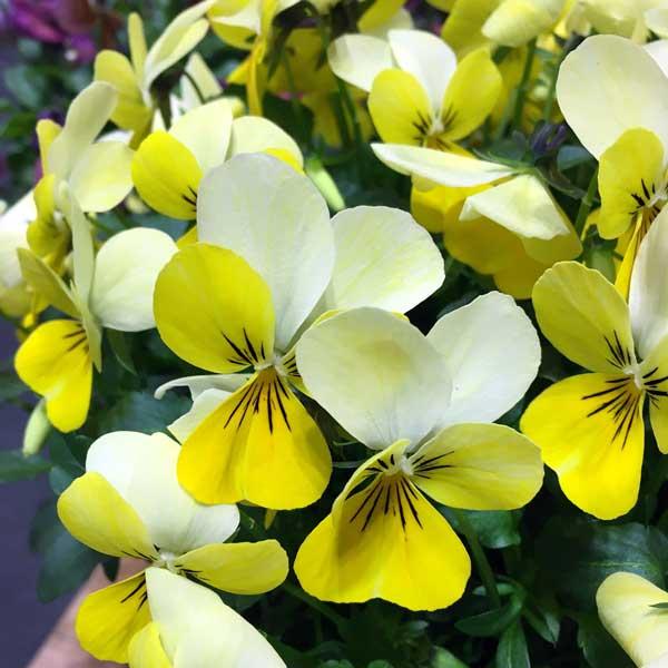 草花の苗 年10月中下旬予約 神戸ビオラ グランバニー ブリリアントイエロー3 5号ポット 12株セット 園芸ネット 予約専用サイト 通販 Yahoo ショッピング