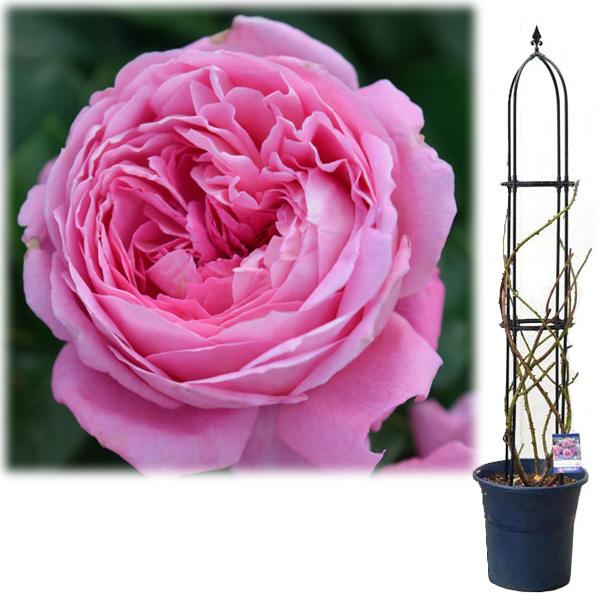 バラの苗 フレ予約 オベリスク仕立てデルバールローズ フラゴナール12号鉢植え 1740 園芸ネット 予約専用サイト 通販 Yahoo ショッピング
