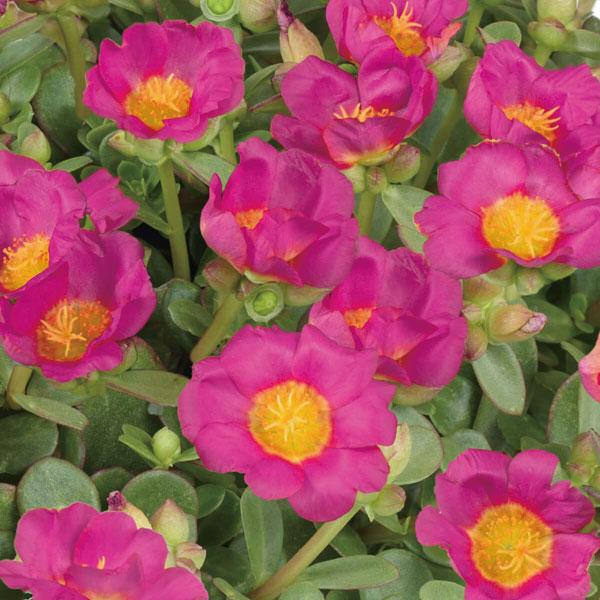 草花の苗 21年5月中下旬予約 ポーチュラカ 夏チュラカ フクシア3号ポット 園芸ネット 予約専用サイト 通販 Yahoo ショッピング